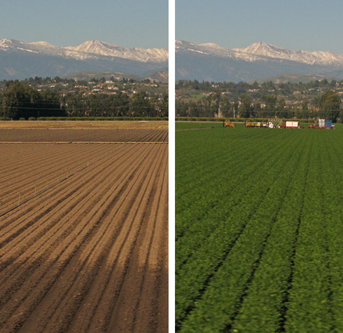 Agricultural fields