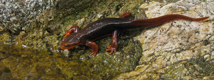 Coast Range Newt