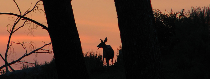 deer silhouette