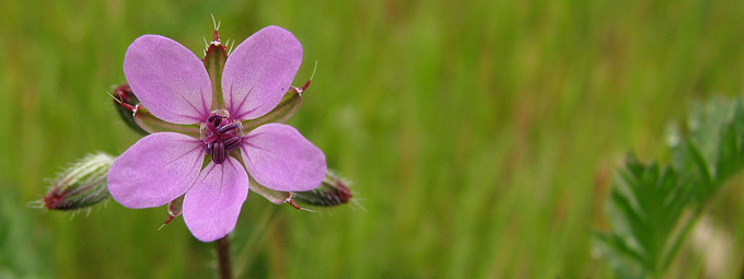 Storksbill