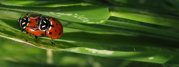 mating ladybeetles