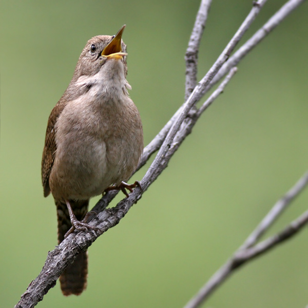 singing house wren