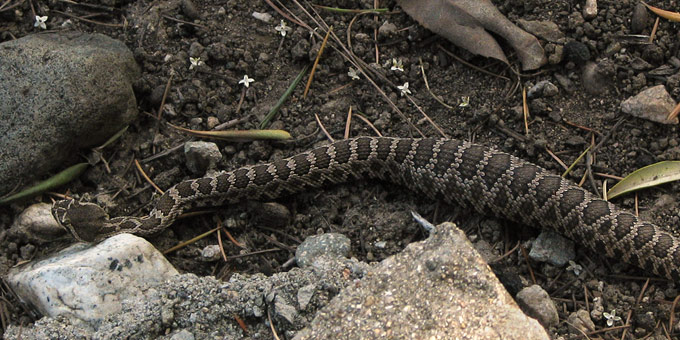 rattlesnake digesting meal