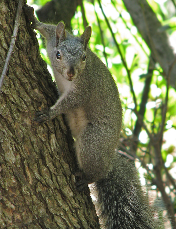 gray squirrel stare