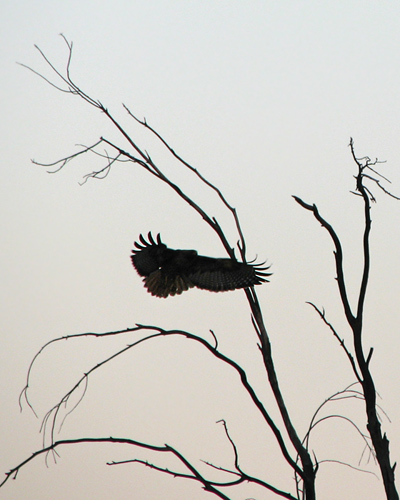 red-tailed hawk landing