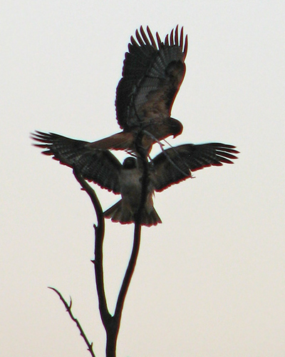 red-tailed hawk pair landing