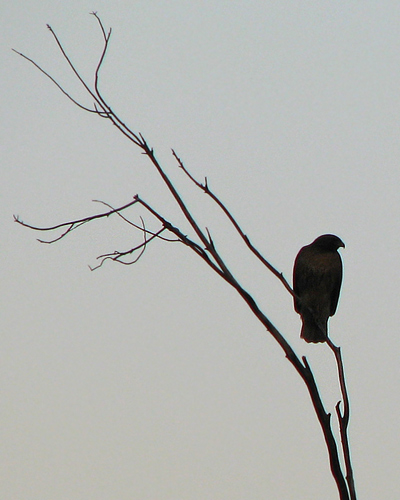 red-tailed hawk solo