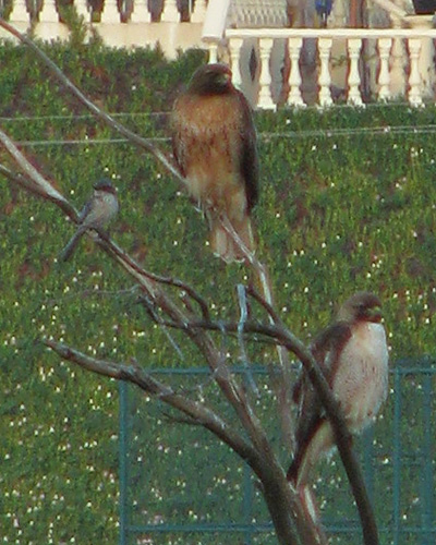 red-tailed hawk pair
