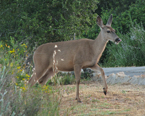 mule deer emerging