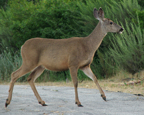 mule deer crossing