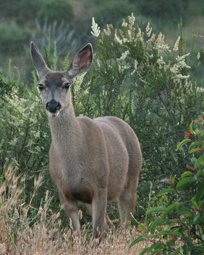 mule deer & chamise