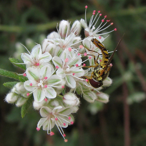 allograpta obliqua on eriogonum