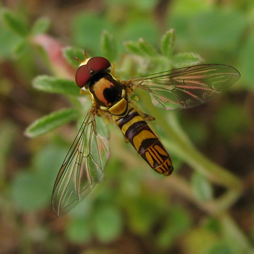 allograpta obliqua male