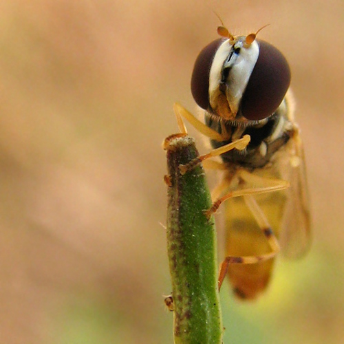 allograpta obliqua face