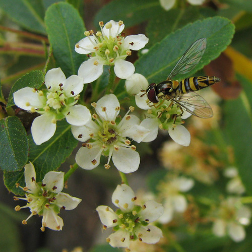 allograpta obliqua on pyracantha