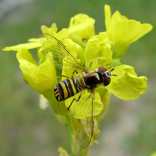 allograpta obliqua on brassica