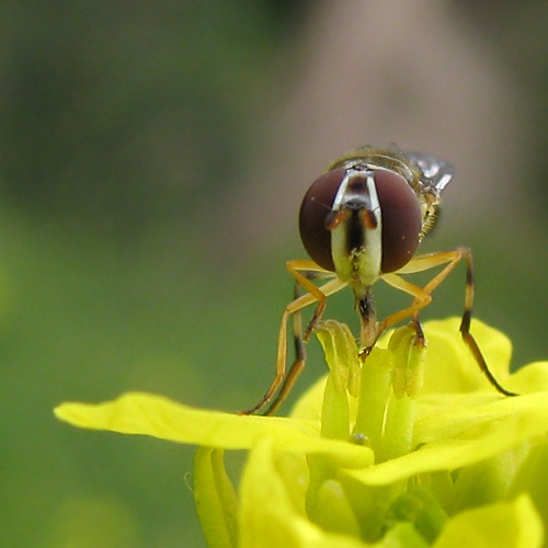 allograpta obliqua feeding on mustard