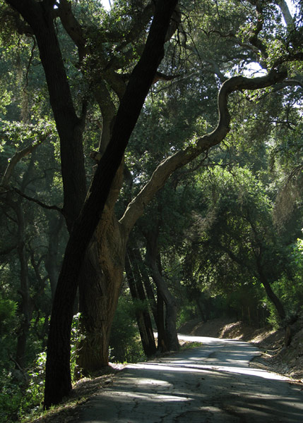 oak woodland light