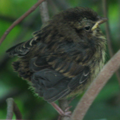 juvenile song sparrow (melospiza melodia)