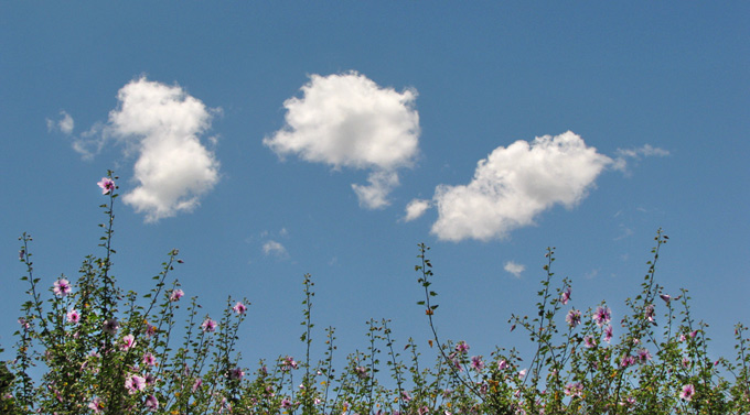 garden and clouds