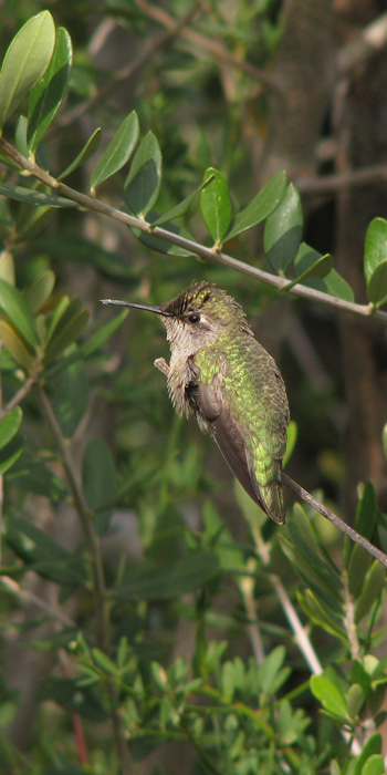 hummingbird on olive