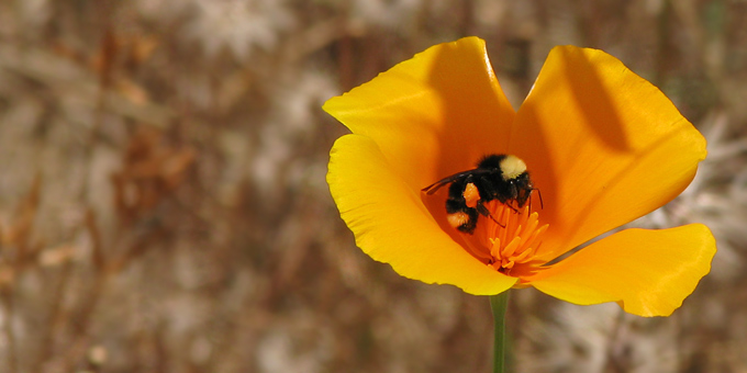 bumblebee on poppy
