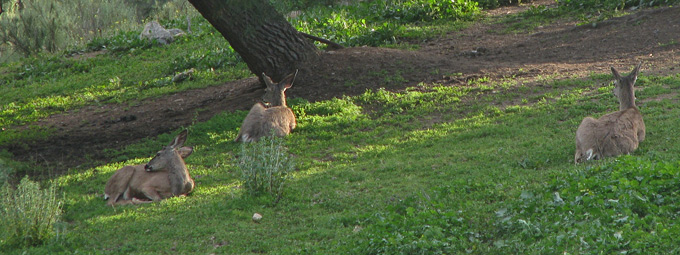 mule deer lounging