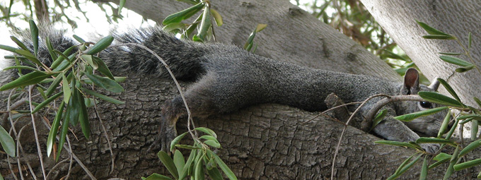 western gray squirrel lounging