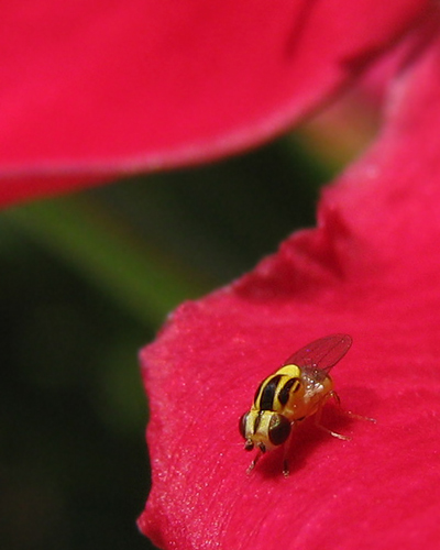 frit fly on oleander