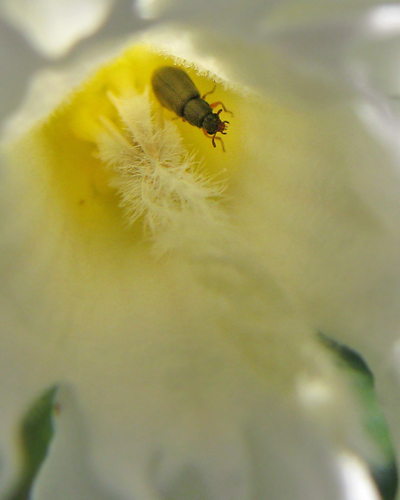 flower beetle in oleander