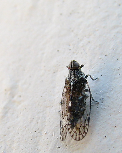 cixiid planthopper