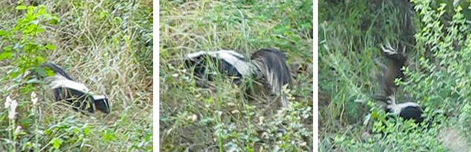 striped skunk