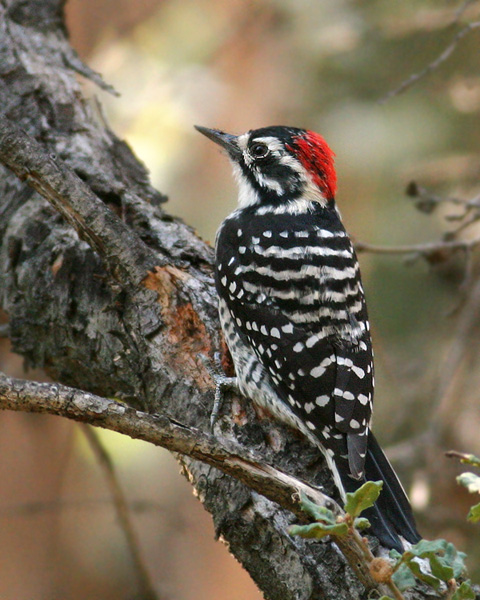 Nuttall's Woodpecker