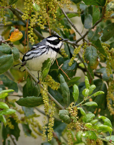 Black-throated Gray Warbler