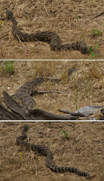 large rattlesnake series