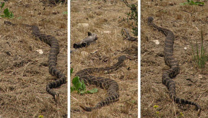 large rattlesnake series