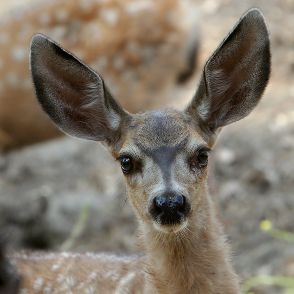 mule deer fawn