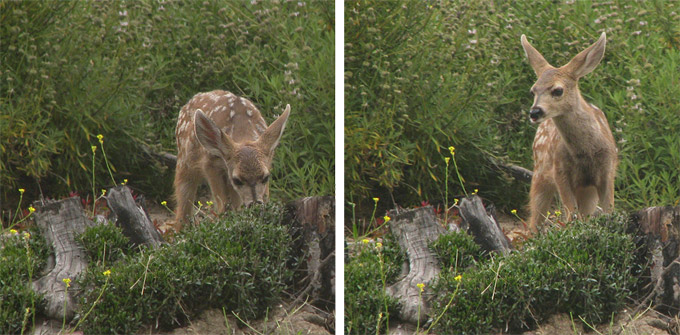 mule deer fawn