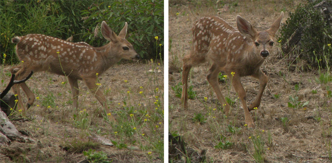 mule deer fawn