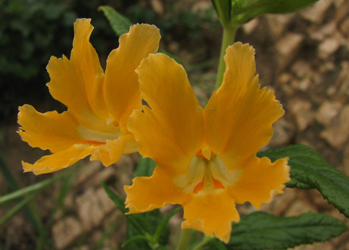 orange bush monkey flower