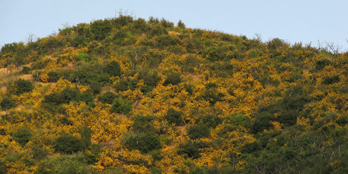 orange bush monkey flower hillside