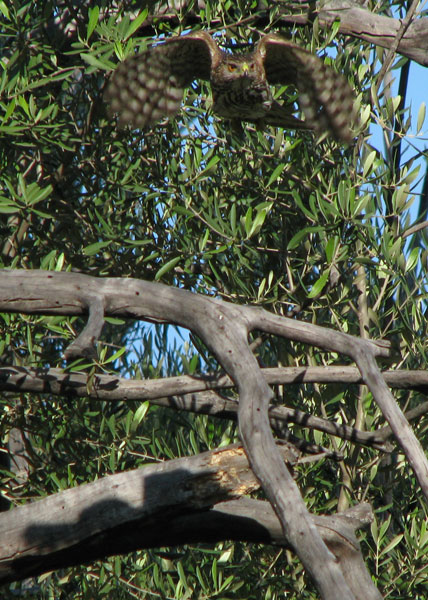 Cooper's Hawk immature in-flight