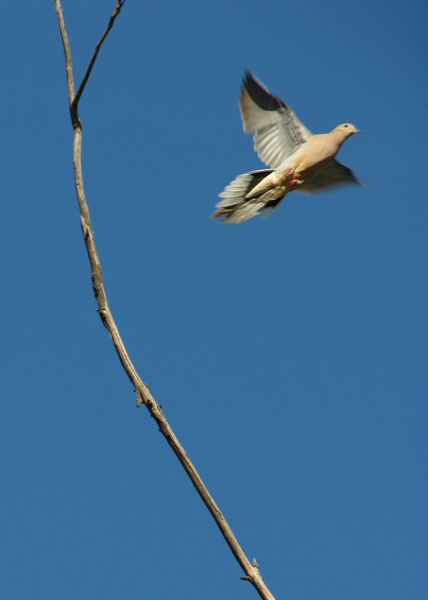 Mourning Dove in-flight