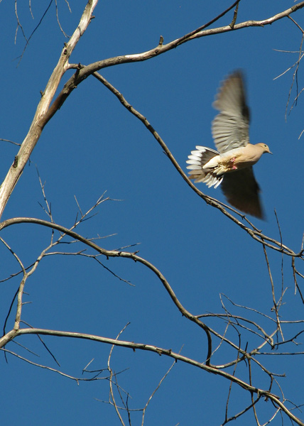 Mourning Dove in-flight