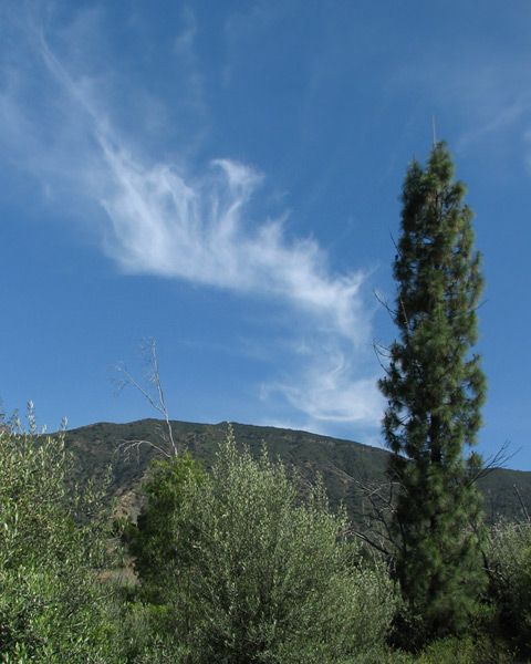 clouds sky trees