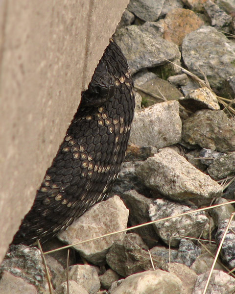 rattlesnake under shed