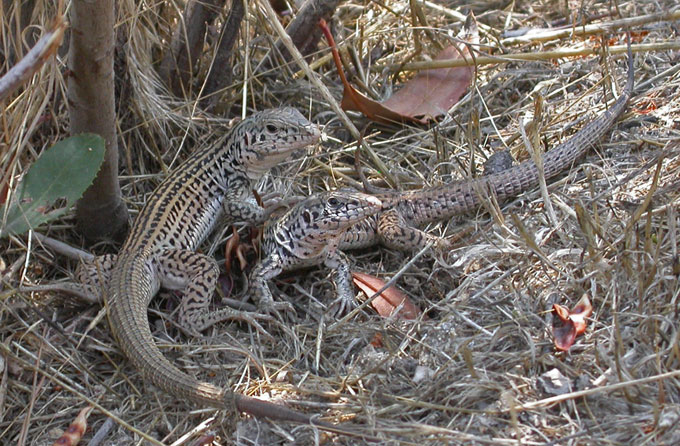 Coastal Whiptail pair