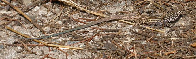 Coastal Whiptail, juvenile