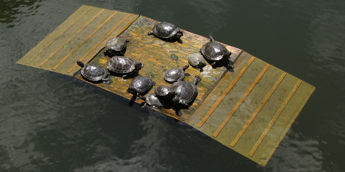 turtle lounge deck