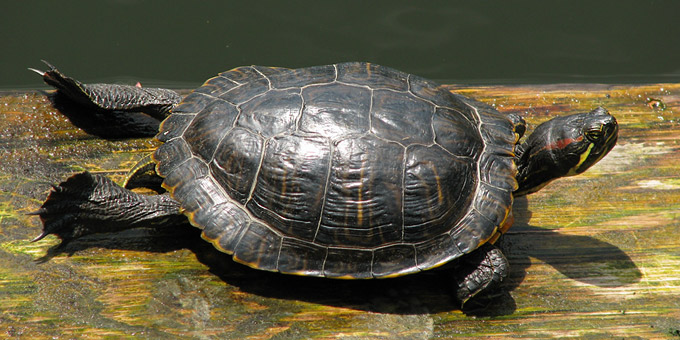 Red-eared Slider